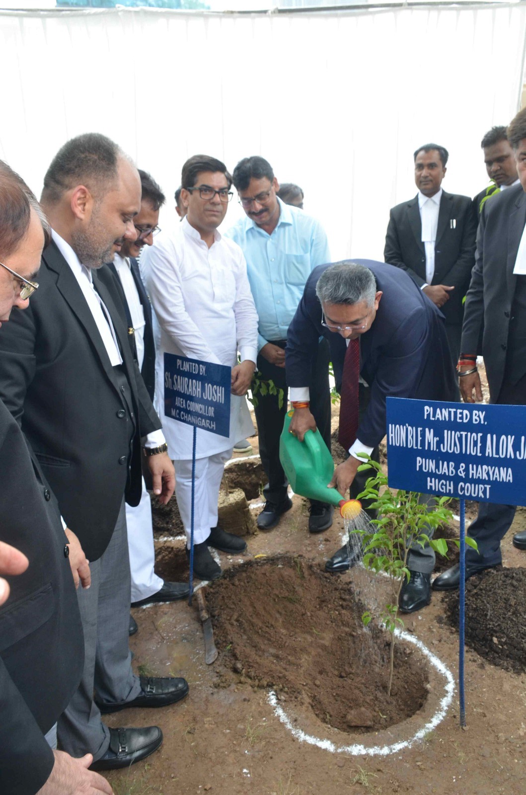 Tree plantation