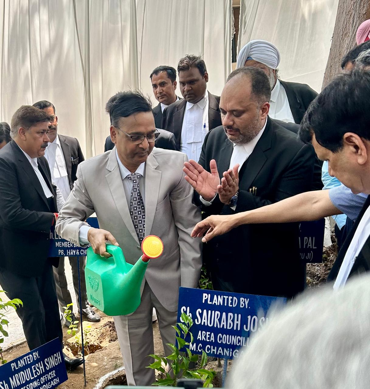 Tree plantation